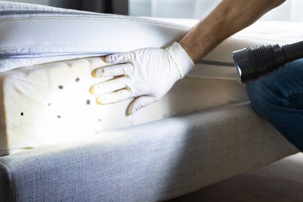 Best Pest Control for Restaurants  in Mccrory, AR