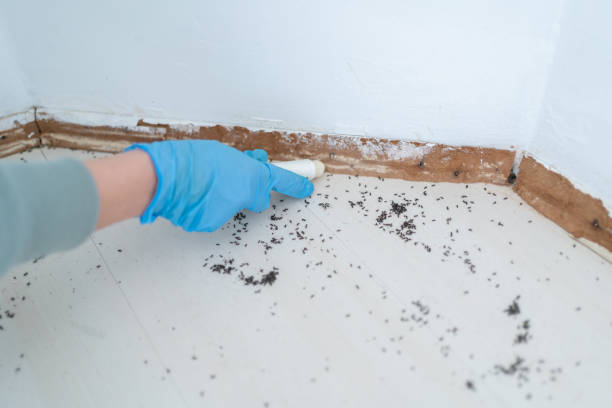 Reliable Mccrory, AR Pest Control Solutions